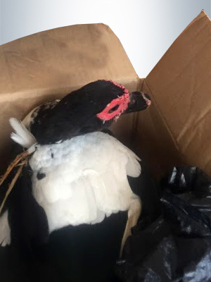 Chicken